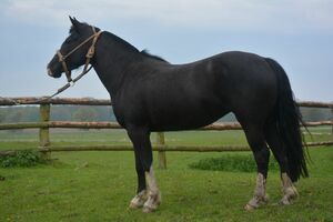 Turca La Primera (133)